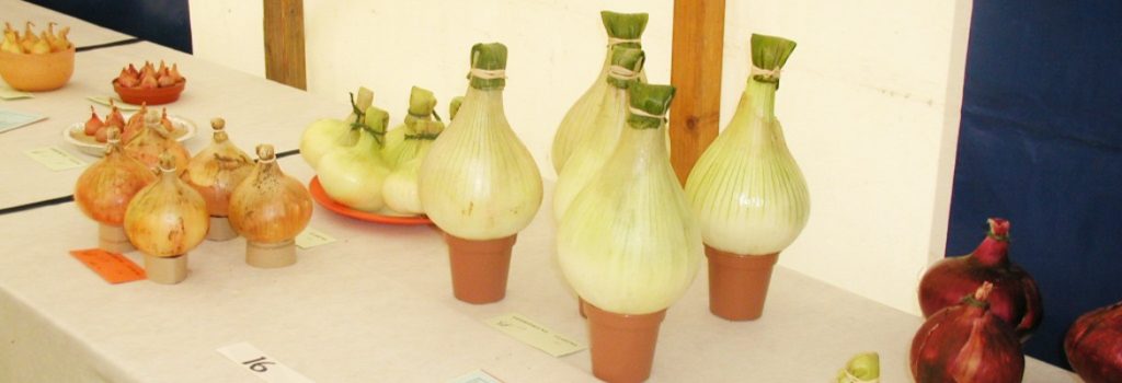 Onions on display at Spaxton Flower Show