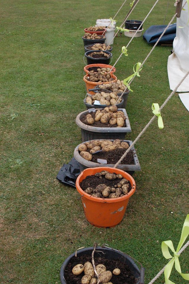 Potatoes in buckets